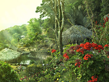 Scenic view of waterfall in forest