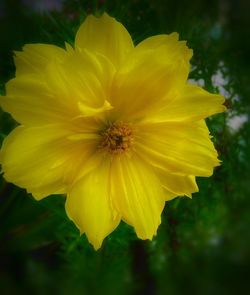 flowering plant