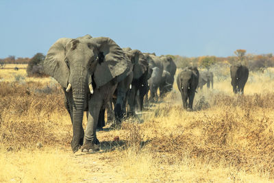 Elephants on field against clear sky