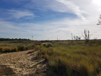 Scenic view of field against sky