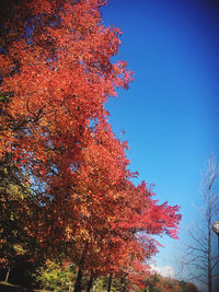 Low angle view of autumnal tree against clear blue sky