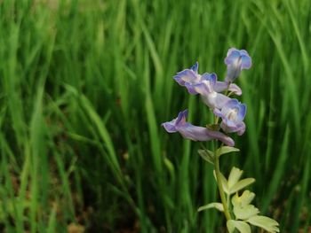 Close-up of purple flowering plants on field