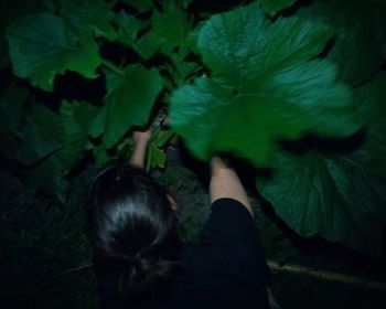 High angle view of woman and plants at night