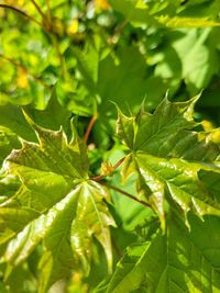 Close-up of green leaves