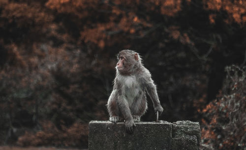 Monkey looking away outdoors