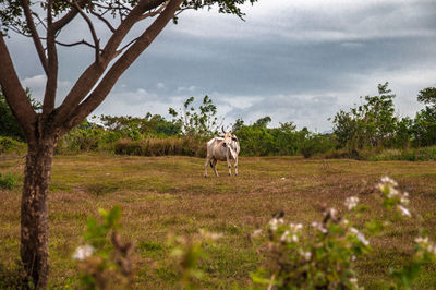 Horses standing in a field