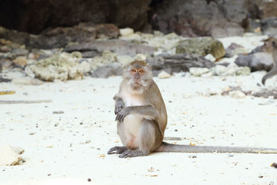 Monkey sitting on rock