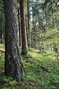 Trees growing in forest