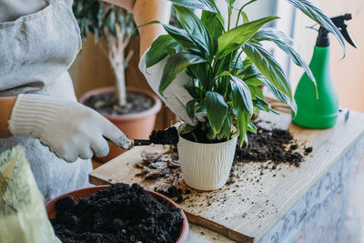 Spring houseplant care, waking up indoor plants for spring. woman is transplanting plant into new 