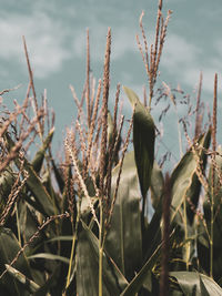 Close-up of succulent plant on field against sky