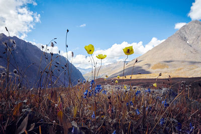 Plants growing on field against sky