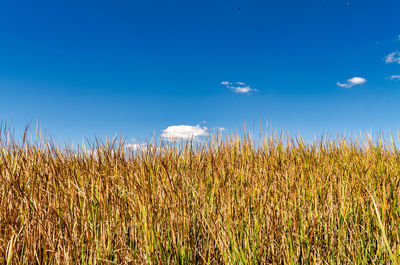 Crops growing on field against blue sky
