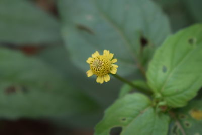 Close-up of yellow flower blooming outdoors