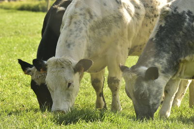 Cows grazing in a field