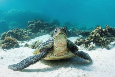 Turtle swimming in sea