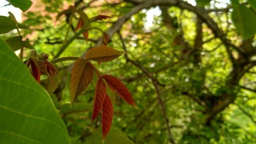 Close-up of fresh green leaves