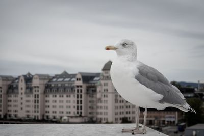 Close-up of seagull perching on a city