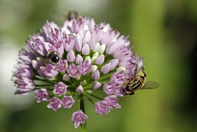 Close-up of bee pollinating on purple flower