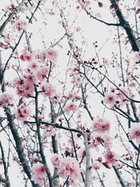 Low angle view of cherry blossom