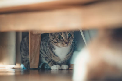 Close-up of cat