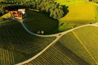 High angle view of vineyards in austria
