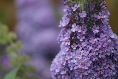 Close-up of purple flowers