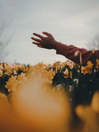 Cropped hand of woman over flowers against sky