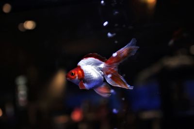 Close-up of fish swimming in aquarium