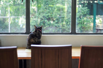 Cat sitting on table by window