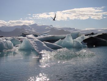 Bird flying over frozen sea against sky