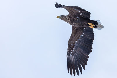 Low angle view of eagle flying against clear sky