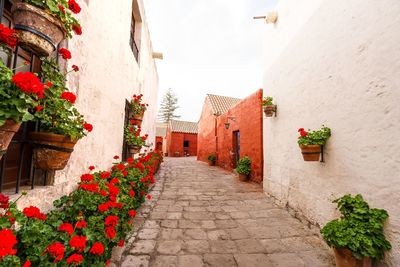 Potted plants on footpath amidst buildings