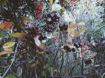 Close-up of fruits growing on tree