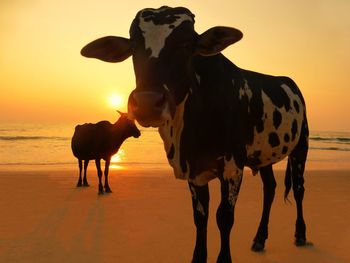 Cow standing on shore against sky during sunset