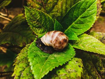 Close-up of snail on leaf