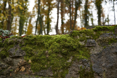 Moss growing on rocks in forest