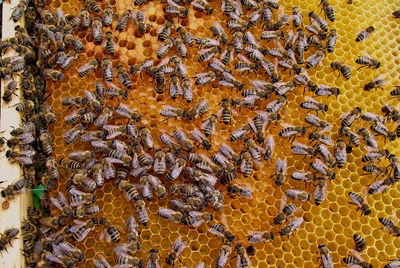 Close-up of bee on yellow leaf