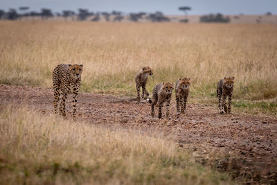 Cheetahs walking on field