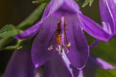 Close-up of insect on pink flower