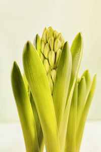 Flowering plant of hyacinth , not blossomed bulbous flower ,