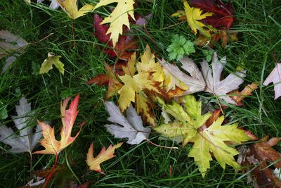 Full frame shot of autumnal leaves