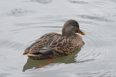 Close-up of mallard duck swimming on lake