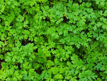 Full frame shot of fresh green plants