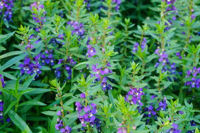 Close-up of purple flowering plants