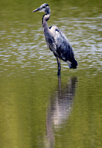 Blue heron with fish in its beak.