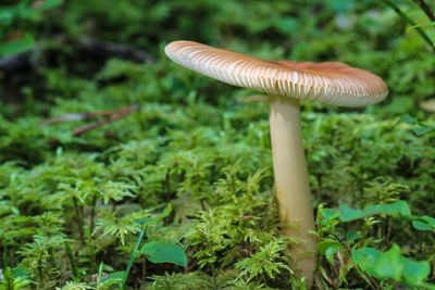 Close-up of mushroom growing on field