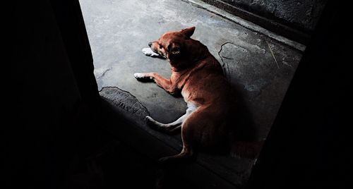 High angle view of dog sitting on floor