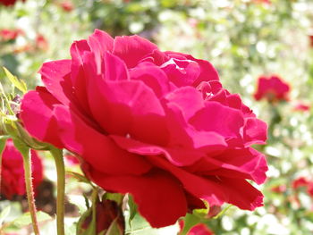 Close-up of red rose blooming outdoors