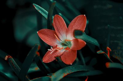 Close-up of red lily on plant