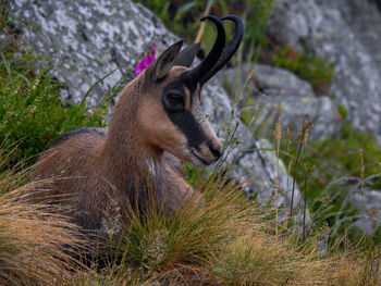 Close-up of chamois in the mountain